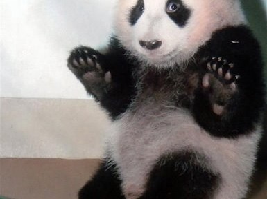 animals-panda-scared1-385x288.jpg