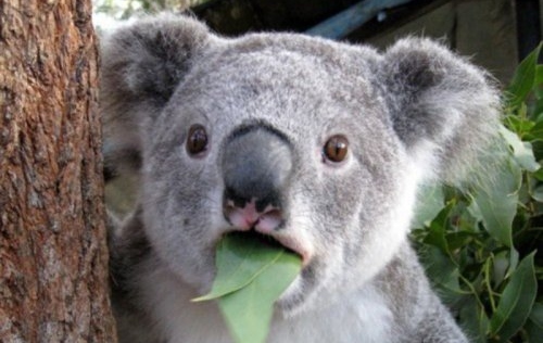 20131220001107!Koala.jpg