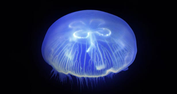 jelly-fish.jpg