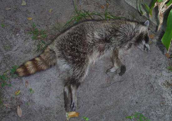 prodeadraccoon.jpg