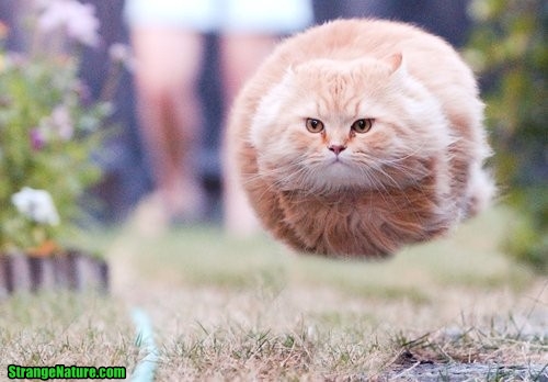 funny+flying+cat.jpg