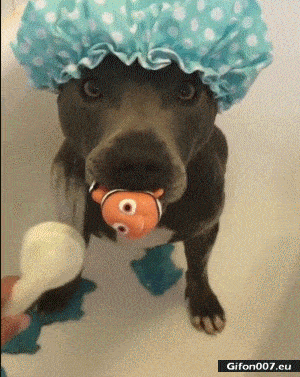 Funny-Video-Cute-Dog-Having-a-Shower-Video-Gif.gif