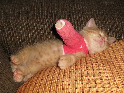 broken_leg_kitten.jpg