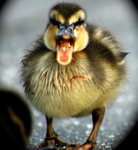 baby-duckling-picture-276x300.jpg
