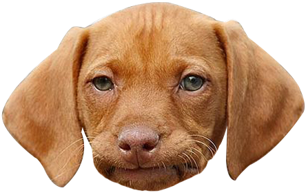 1503688591dog-face-png-funny-face.png