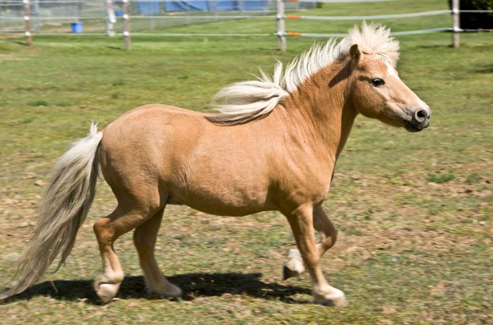 What's the Difference Between a Miniature Horse and a Pony?