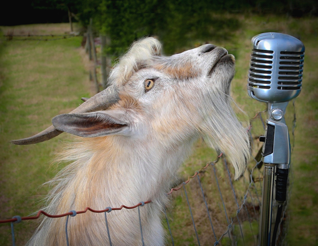 Goat-singing.jpg