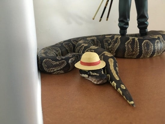 Snake-With-Hat-17.jpg