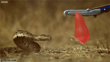 Snake-Attack-On-Balloon-Funny-Gif-Picture.gif