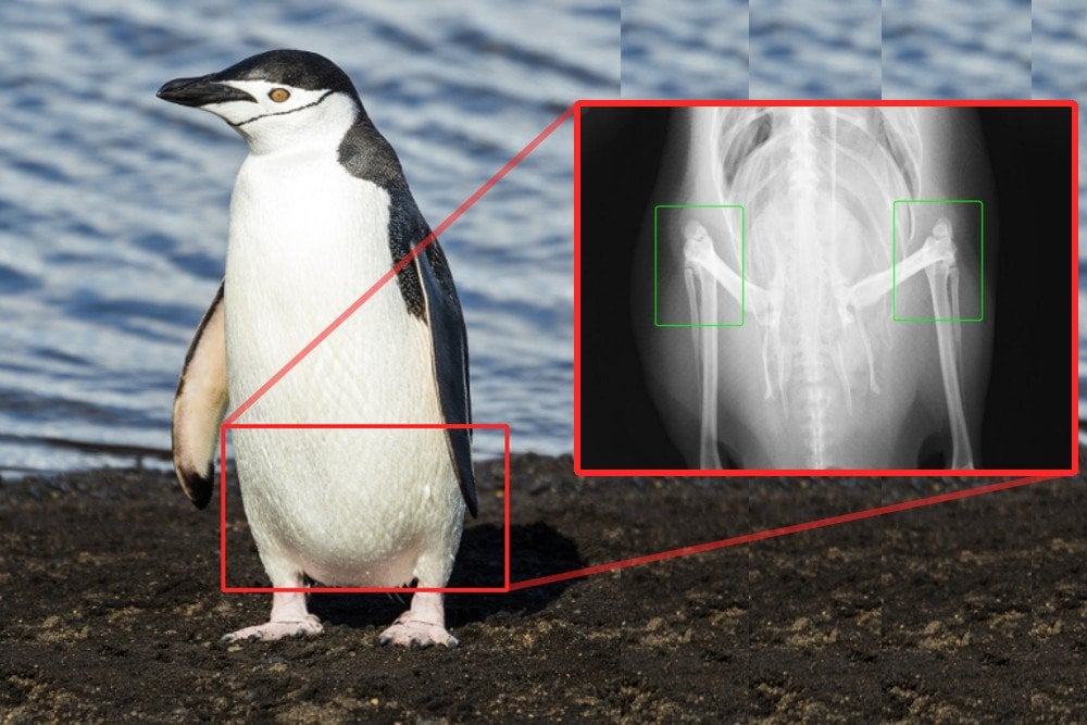 Penguin-knee-x-ray.jpg-.jpg